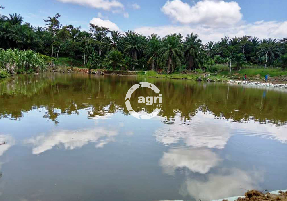 ETAT PISCICOLE DE BURUTSU